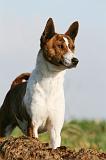 BASENJI 042